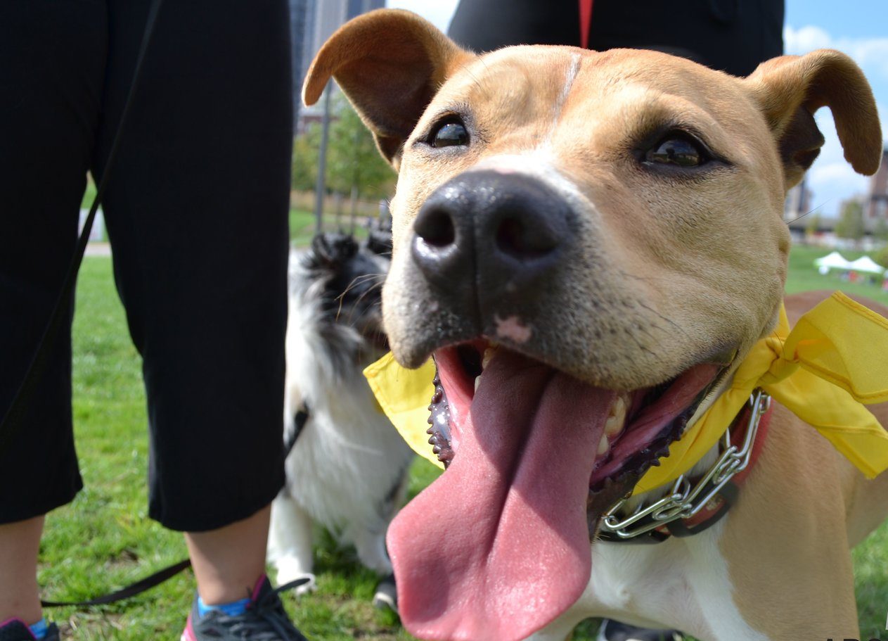 Dog at Gateway Arch National Park